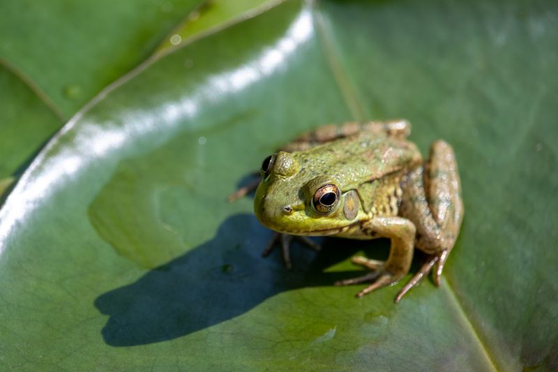 Products For Frog Exterminations in use