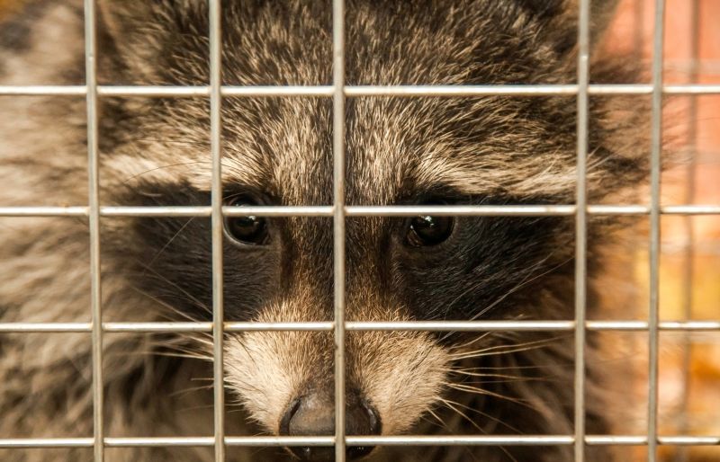 Signs You Have Raccoons In Your Attic And Why Professional Removal Matters