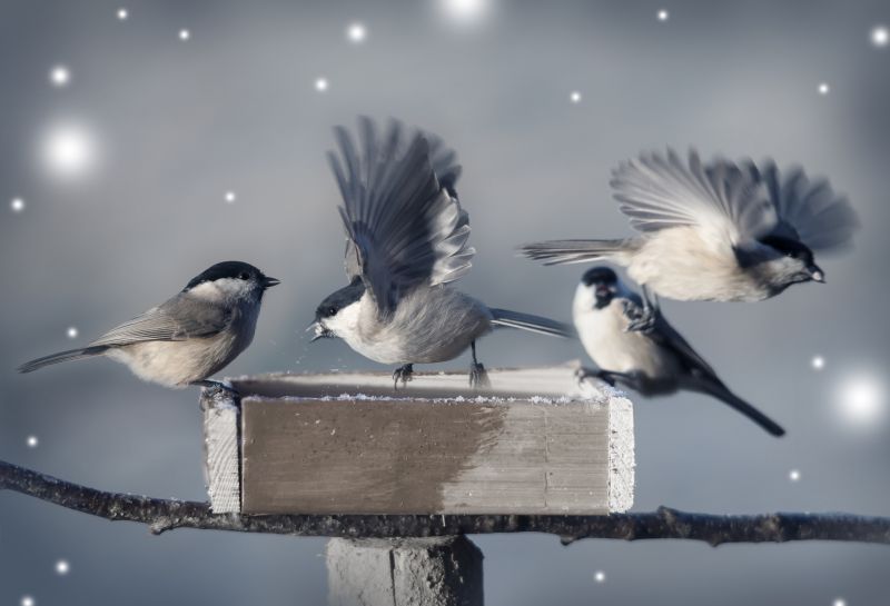 Signs You Need Professional Wildlife Removal In Your Home Or Attic