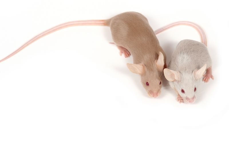 Signs Your Commercial Property Has A Small Animal Issue