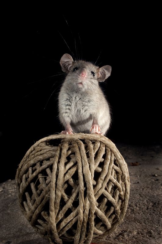 Signs Your Commercial Property Has A Small Animal Issue