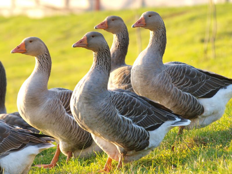 What To Expect During A Professional Wildlife Removal Visit