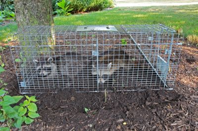 What To Expect During Professional Wildlife Removal Service