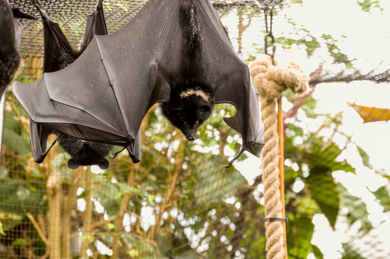 When Diy Wildlife Removal Becomes Risky And Professional Help Is Needed