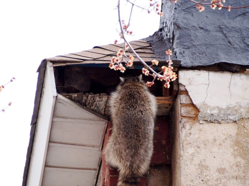 Raccoon on Roof