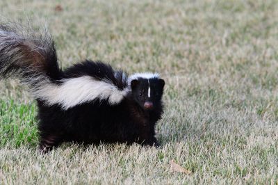 Skunk Near Foundation