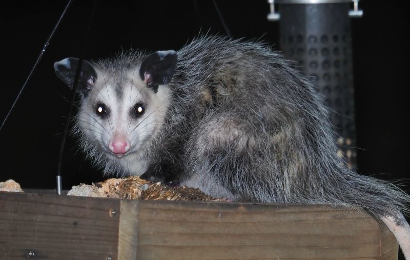 Opossum Sightings
