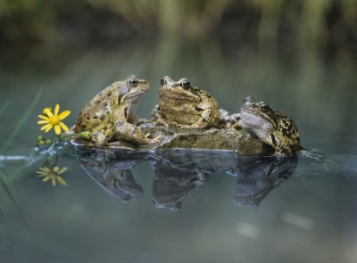 A Frog Infestation Can Be Unsightly!