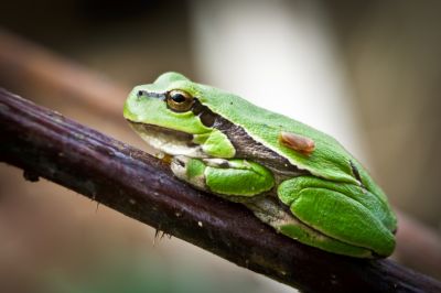 Frogs Are Known To Carry Parasites and Spread Diseases!