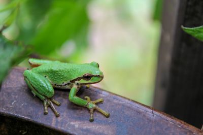 Put a Stop To Annoying Croaking!